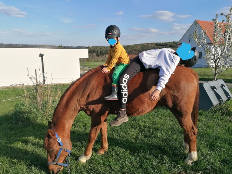 Vollblutaraber Wallach 9 Jahre 159 cm Fuchs in Hartberg