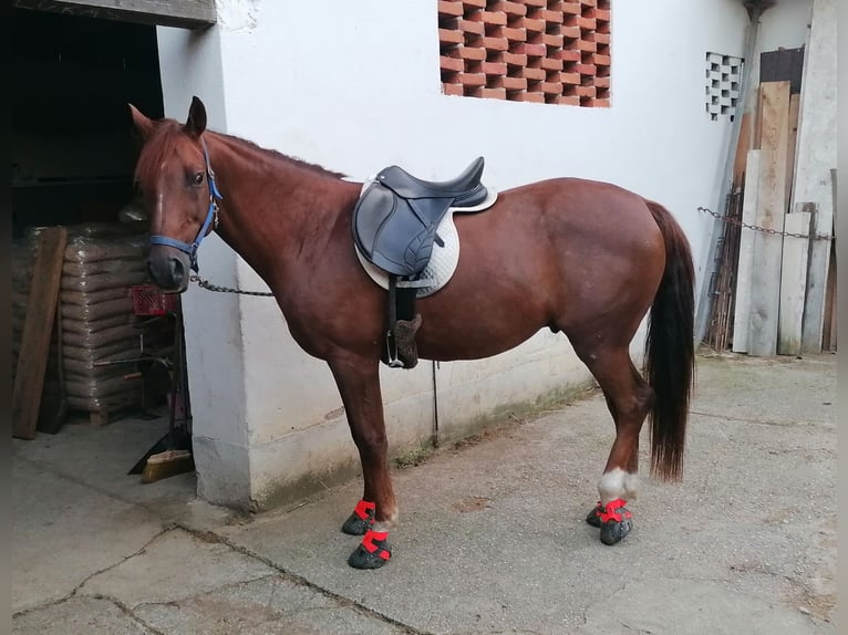 Vollblutaraber Wallach 9 Jahre 160 cm Fuchs in Hartberg