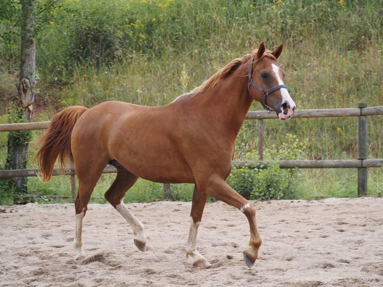 Vollblutaraber Wallach 9 Jahre 160 cm Fuchs in Clairvaux-d&#x27;Aveyron