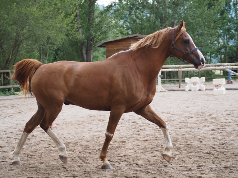 Vollblutaraber Wallach 9 Jahre 160 cm Fuchs in Clairvaux-d&#x27;Aveyron