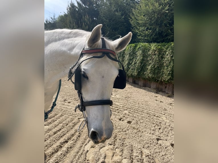 Vollblutaraber Wallach 9 Jahre 160 cm Schimmel in Fraunberg