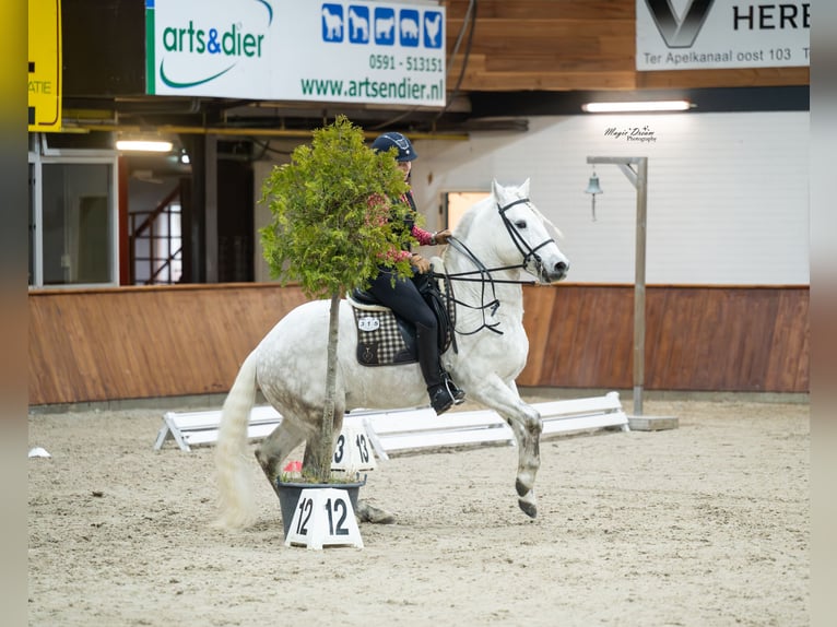 VOYOU D ISSEL Camargue Étalon Gris in Wesel
