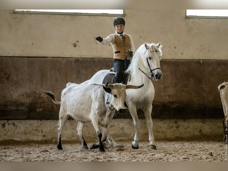 VOYOU D ISSEL Camargue Étalon Gris in Wesel
