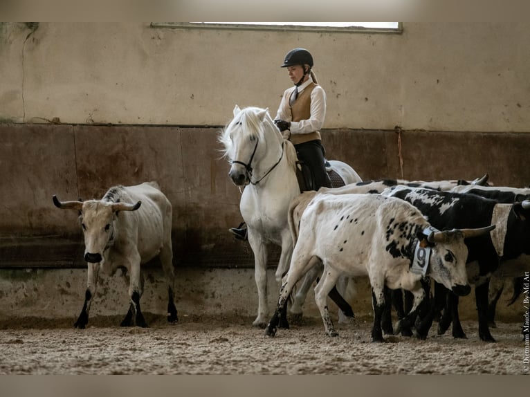 VOYOU D ISSEL Camargue Étalon Gris in Wesel