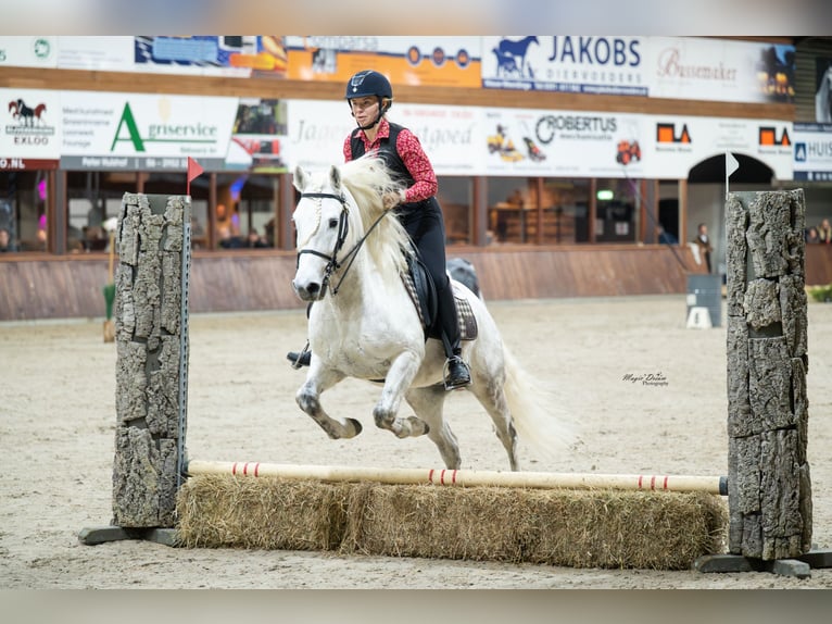 VOYOU D ISSEL Camargue Hengst Schimmel in Wesel