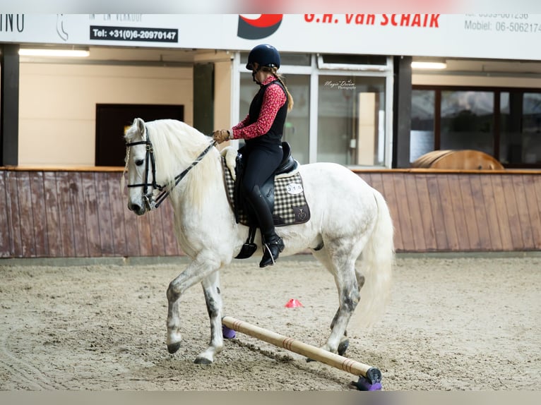 VOYOU D ISSEL Camargue Hengst Schimmel in Wesel