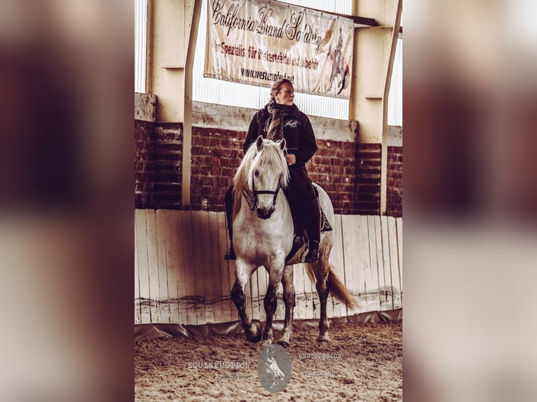 VOYOU D ISSEL Camargue Hengst Schimmel in Wesel