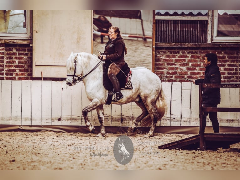 VOYOU D ISSEL Camargue Hengst Schimmel in Wesel