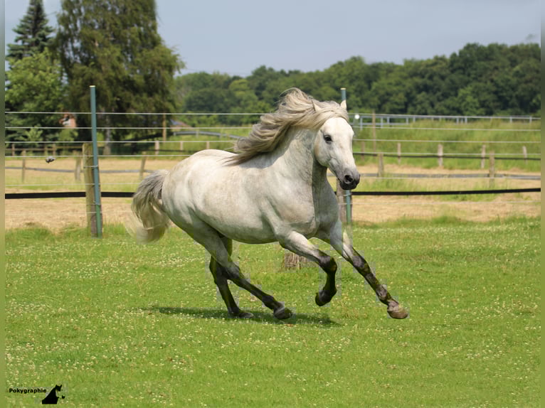VOYOU D ISSEL Camargue Hengst Schimmel in Wesel