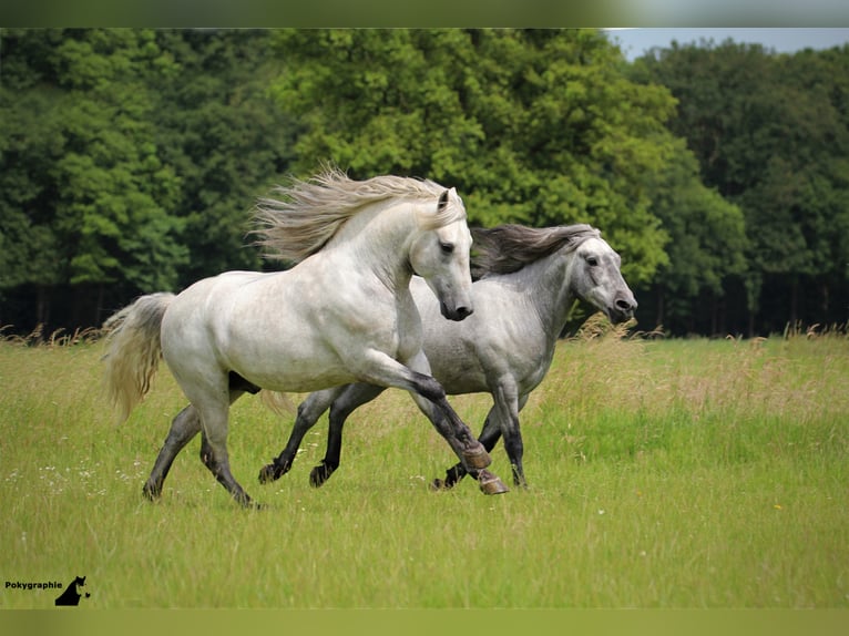 VOYOU D ISSEL Camargue Hengst Schimmel in Wesel