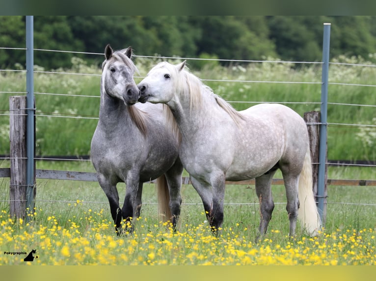 VOYOU D ISSEL Camargue Hengst Schimmel in Wesel