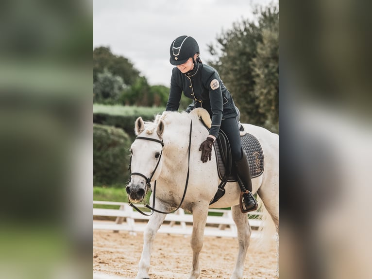 VOYOU D ISSEL Camargue Ogier Siwa in Wesel