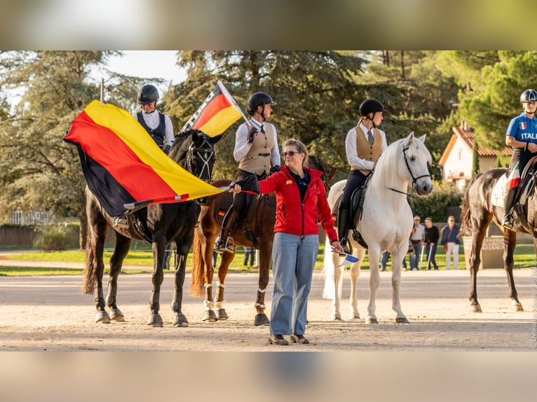 VOYOU D ISSEL Camargue Ogier Siwa in Wesel