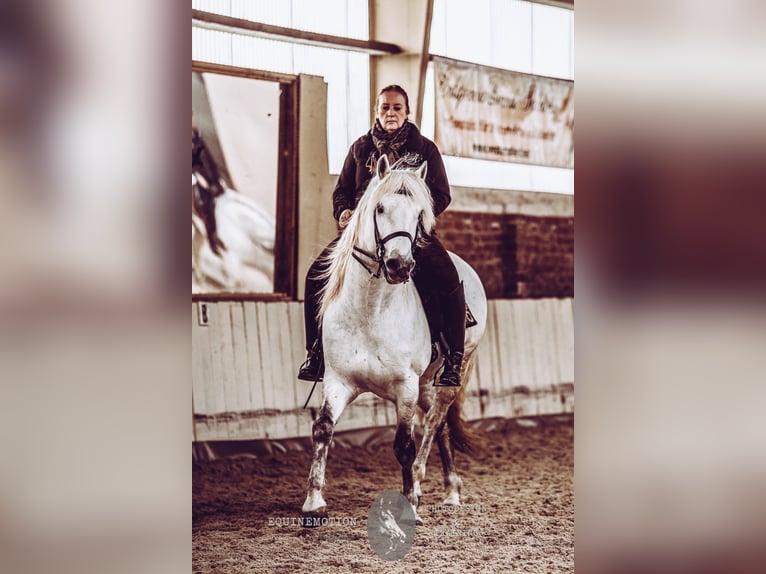 VOYOU D ISSEL Camargue Stallion Gray in Wesel