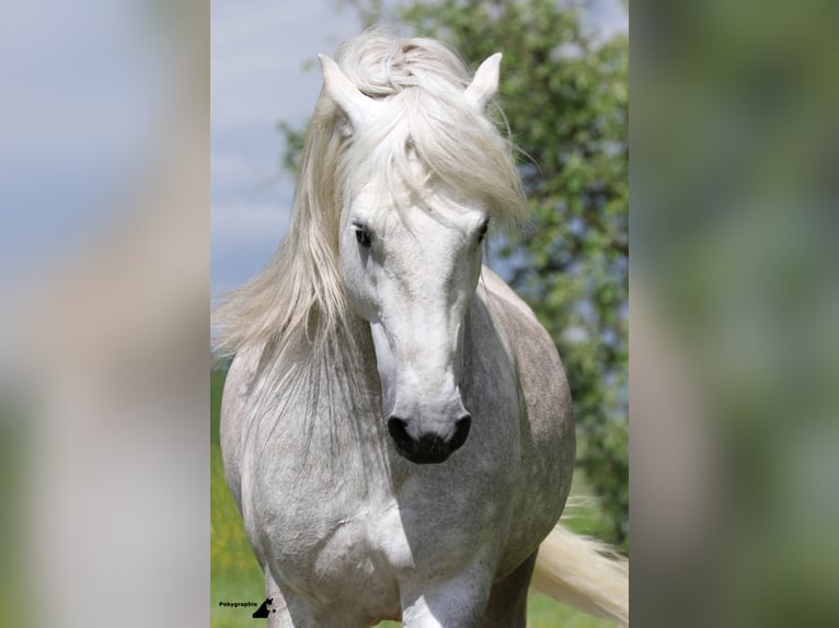 VOYOU D ISSEL Camargue Stallion Gray in Wesel