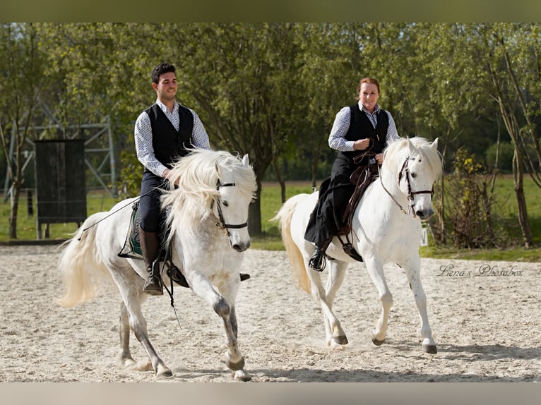 VOYOU D ISSEL Camargue Stallion Grey in Wesel