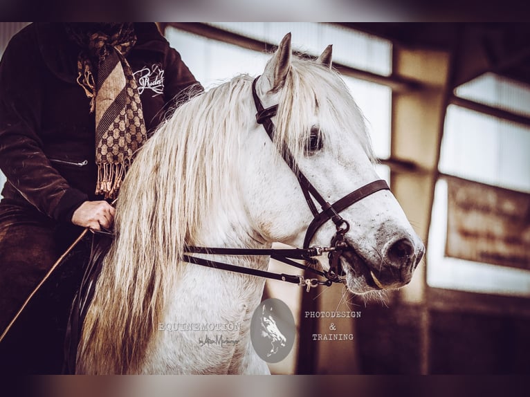 VOYOU D ISSEL Camargue Stallion Grey in Wesel