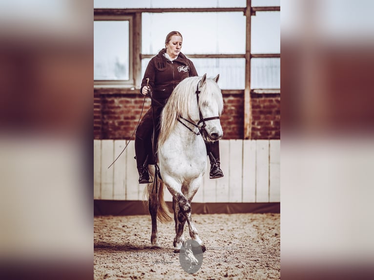 VOYOU D ISSEL Camargue Stallion Grey in Wesel