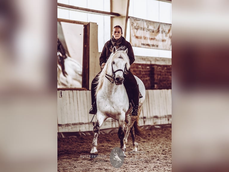 VOYOU D ISSEL Camargue Stallion Grey in Wesel