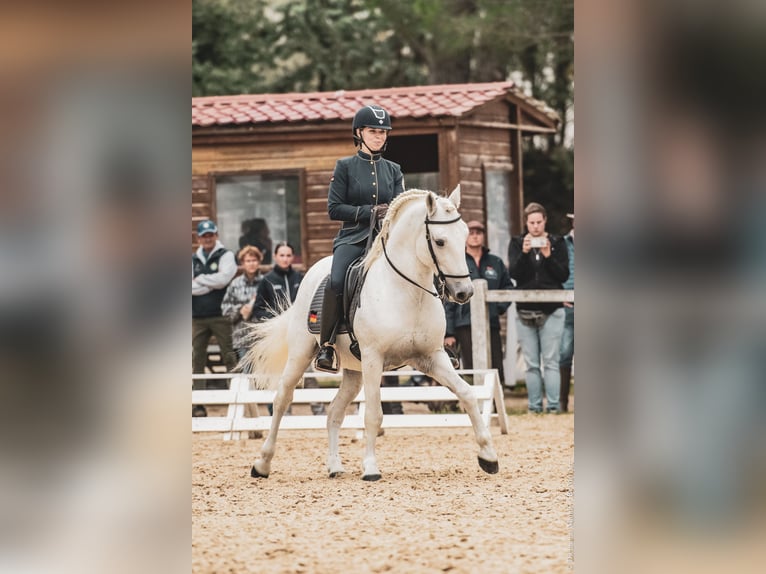 VOYOU D ISSEL Camargue Stallion Grey in Wesel