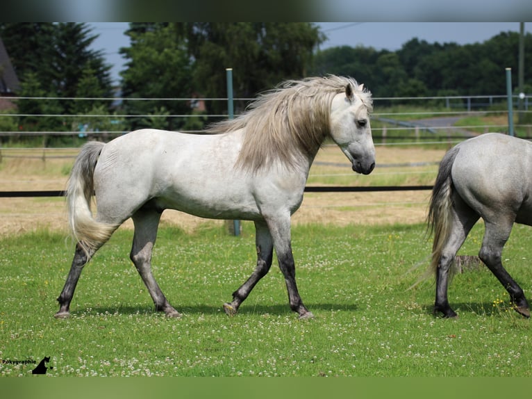 VOYOU D ISSEL Camargue Stallion Grey in Wesel