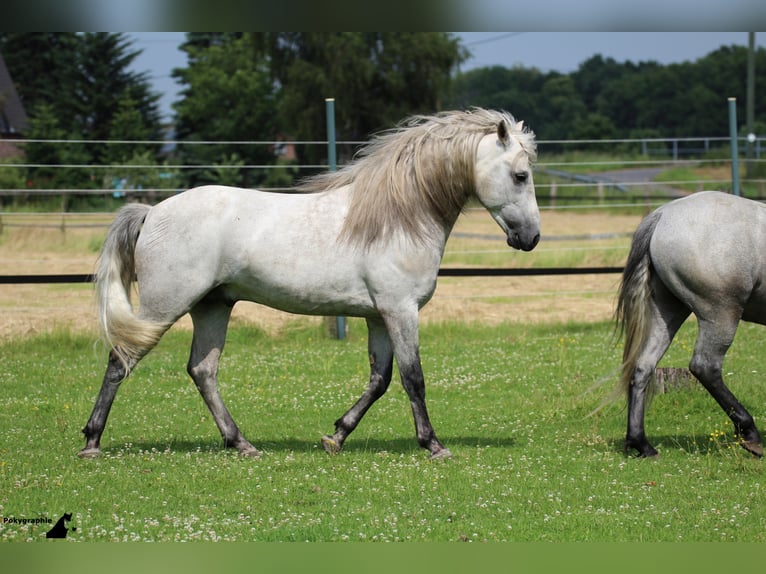 VOYOU D ISSEL Camargue Stallone Grigio in Wesel