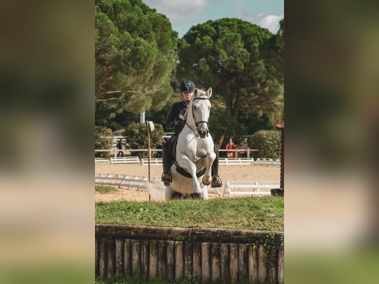 VOYOU D ISSEL Camargue Stallone Grigio in Wesel