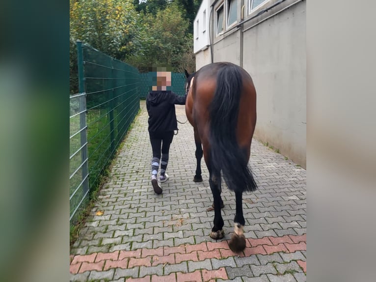 W 15 suche eine Reitbeteiligung/Pflegebeteiligung in meiner Nähe 