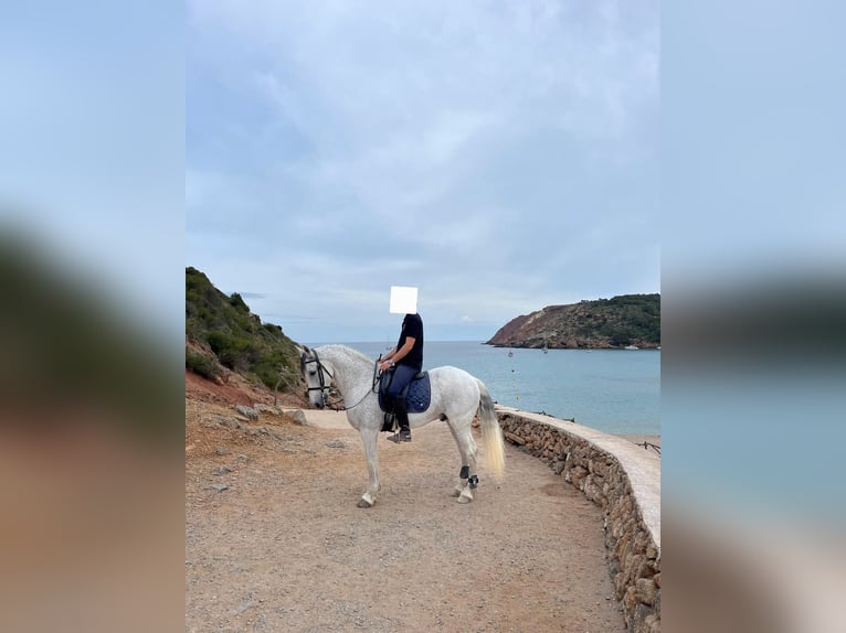 Warlander Mestizo Caballo castrado 17 años 158 cm Tordo picazo in Ciutadella De Menorca