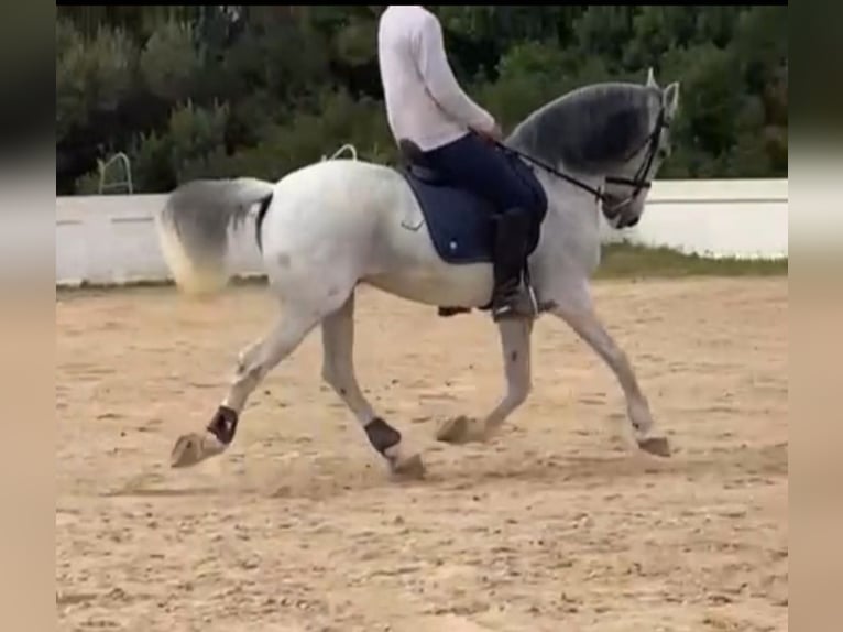 Warlander Mestizo Caballo castrado 17 años 158 cm Tordo picazo in Ciutadella De Menorca