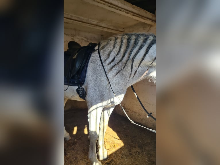 Warlander Mestizo Caballo castrado 17 años 158 cm Tordo picazo in Ciutadella De Menorca