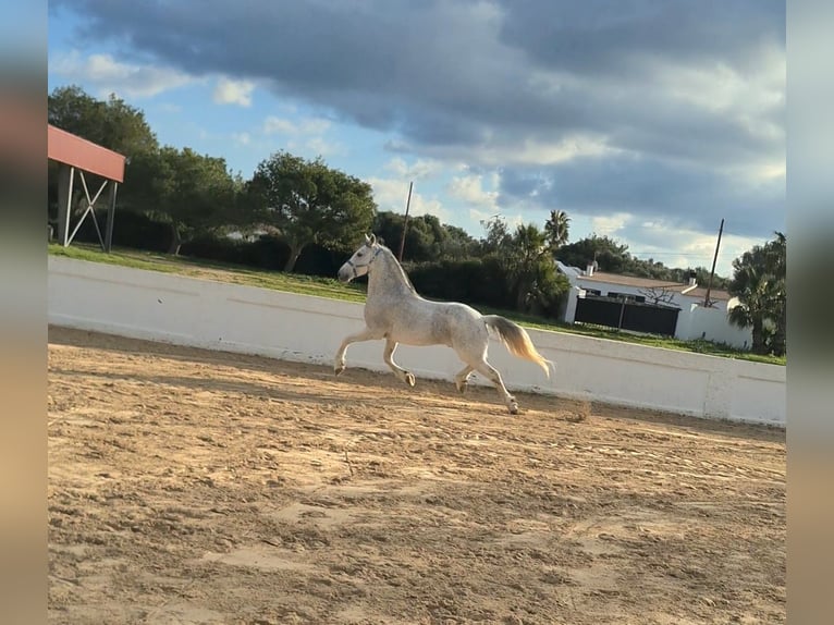 Warlander Mestizo Caballo castrado 17 años 158 cm Tordo picazo in Ciutadella De Menorca