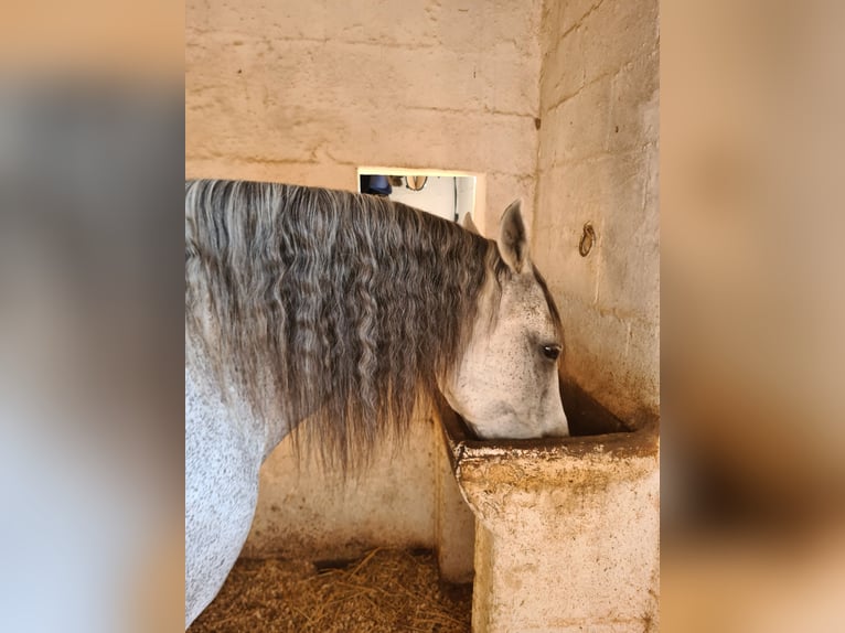 Warlander Mestizo Caballo castrado 17 años 158 cm Tordo picazo in Ciutadella De Menorca