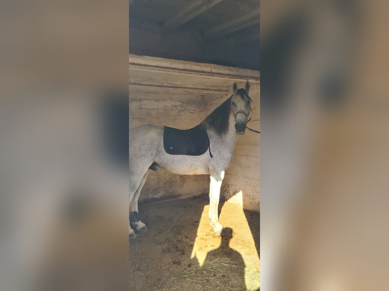 Warlander Mestizo Caballo castrado 17 años 158 cm Tordo picazo in Ciutadella De Menorca