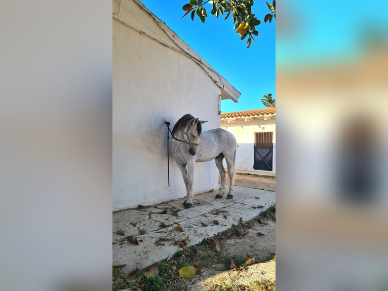 Warlander Mestizo Caballo castrado 17 años 158 cm Tordo picazo in Ciutadella De Menorca