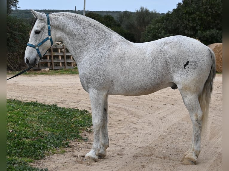 Warlander Caballo castrado 18 años 154 cm Tordo in Menorca