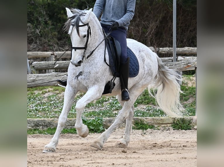 Warlander Caballo castrado 18 años 154 cm Tordo in Menorca