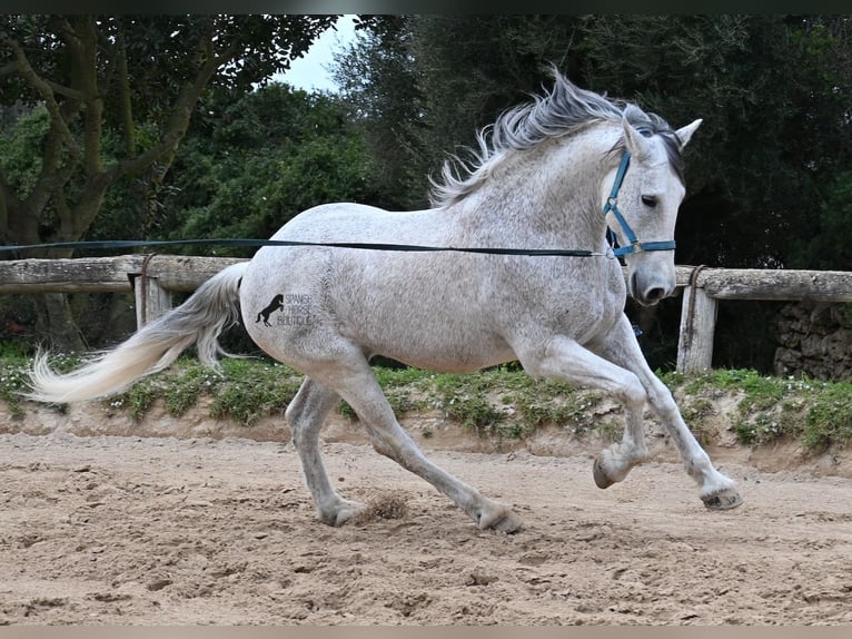 Warlander Caballo castrado 18 años 154 cm Tordo in Menorca