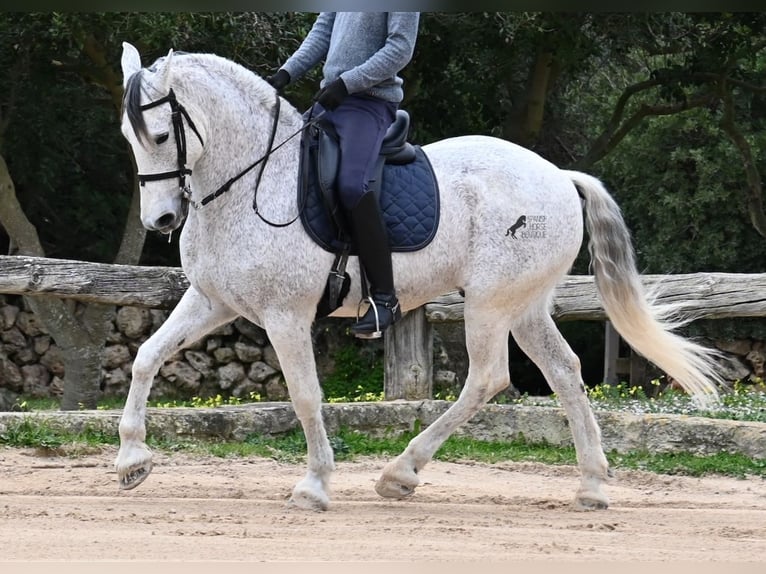 Warlander Caballo castrado 18 años 154 cm Tordo in Menorca