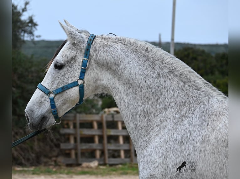 Warlander Caballo castrado 18 años 154 cm Tordo in Menorca