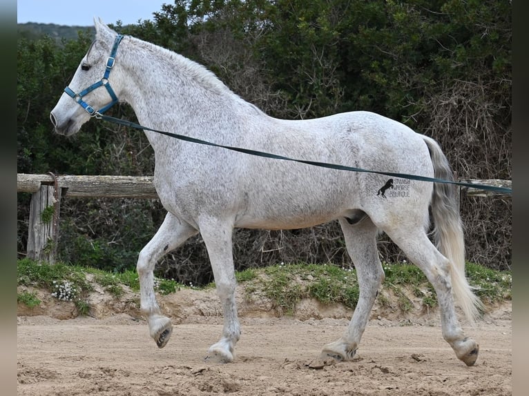 Warlander Caballo castrado 18 años 154 cm Tordo in Menorca