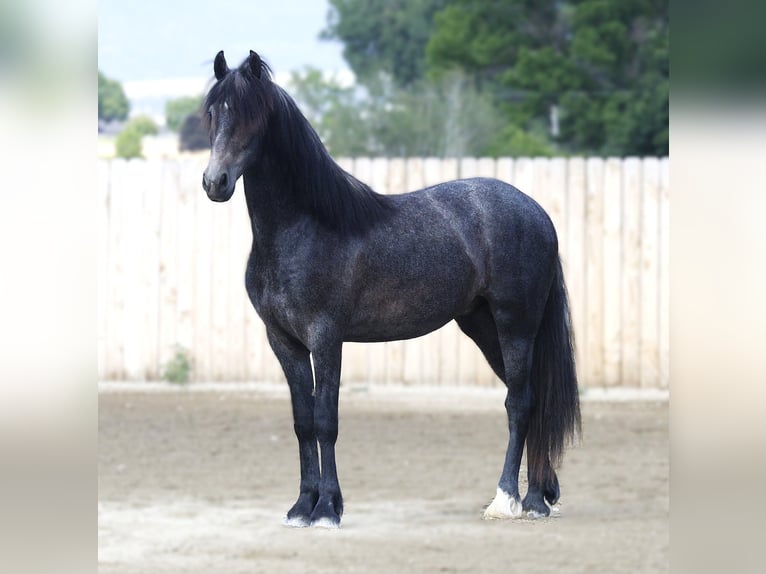 Warlander Caballo castrado 3 años 152 cm Tordo in Stevensville