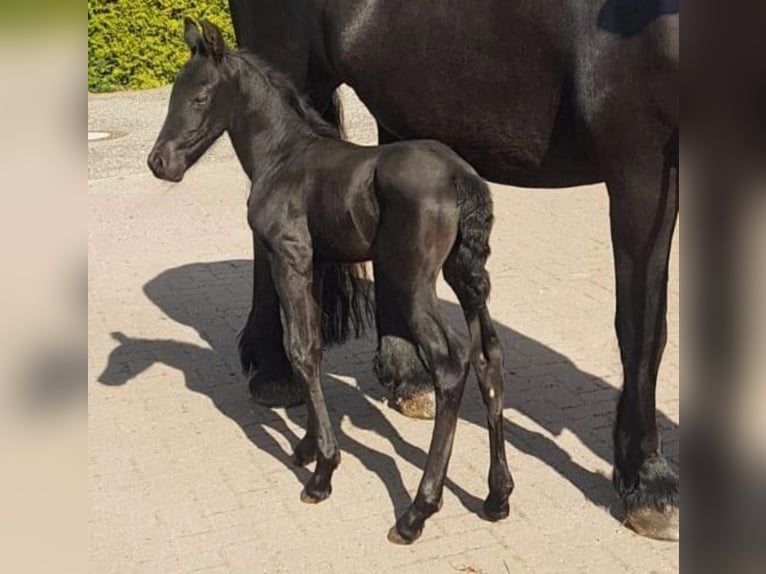 Warlander Caballo castrado 4 años 158 cm Negro in Coswig