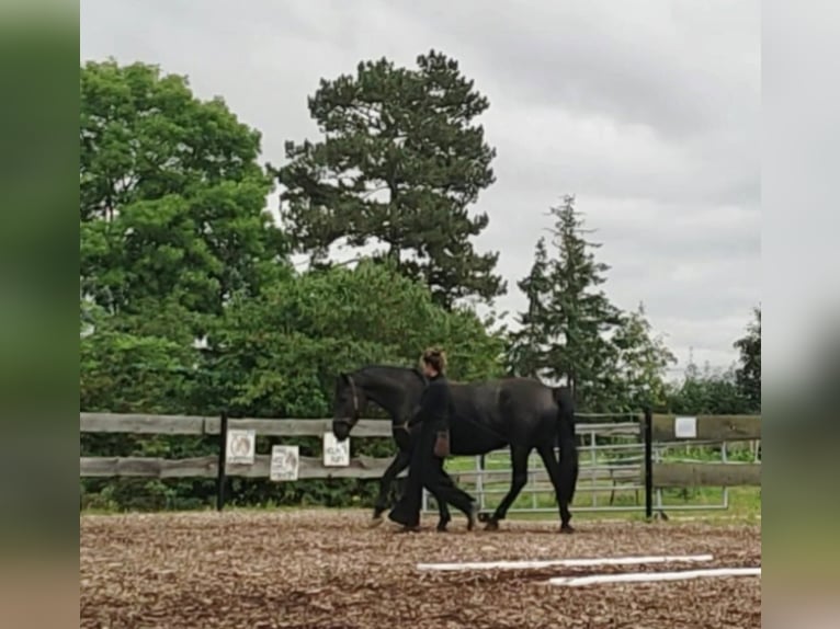 Warlander Caballo castrado 4 años 158 cm Negro in Coswig