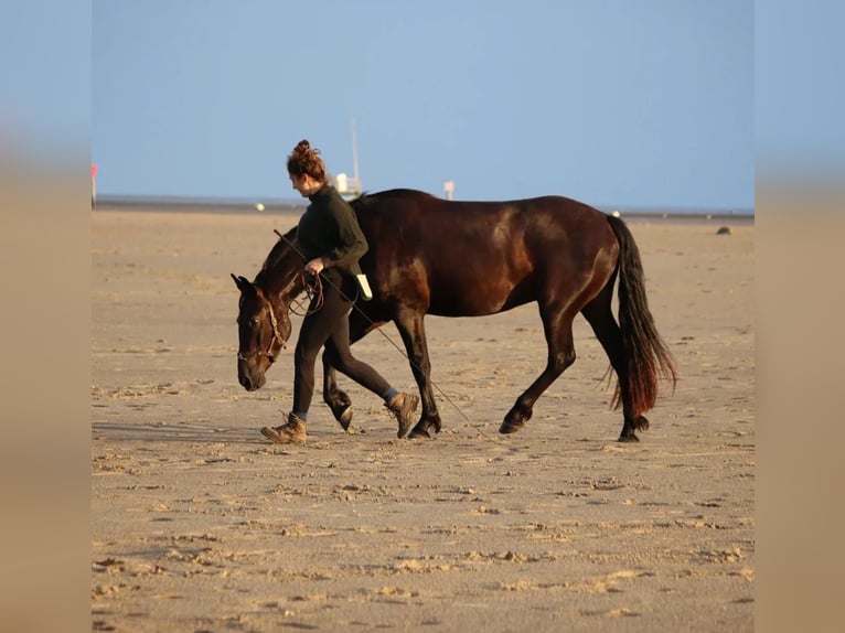 Warlander Caballo castrado 4 años 158 cm Negro in Coswig