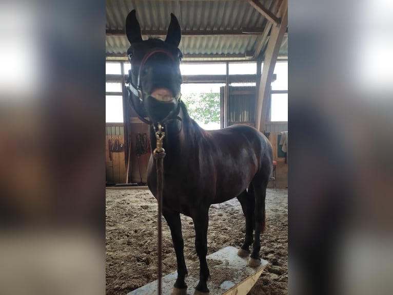 Warlander Caballo castrado 4 años 158 cm Negro in Coswig