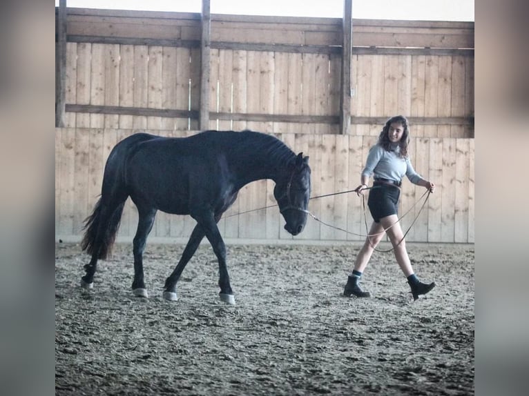 Warlander Caballo castrado 5 años 158 cm Negro in Hohnstein