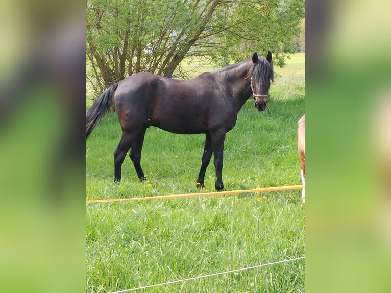 Warlander Caballo castrado 7 años 156 cm Negro in Schlitz