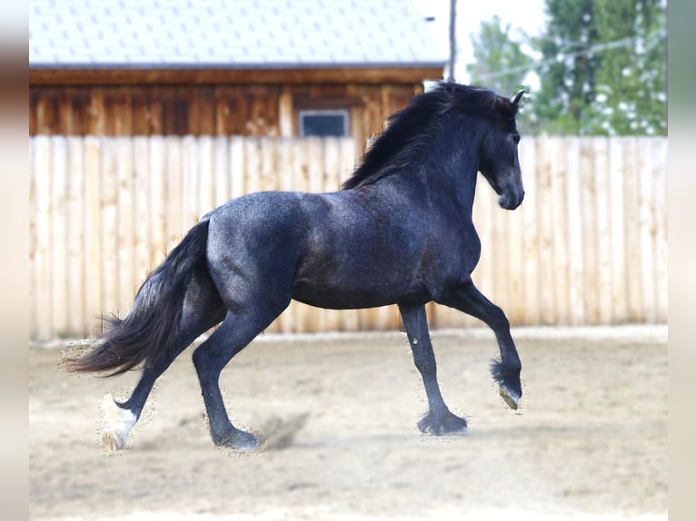 Warlander Castrone 2 Anni 152 cm Grigio in Stevensville