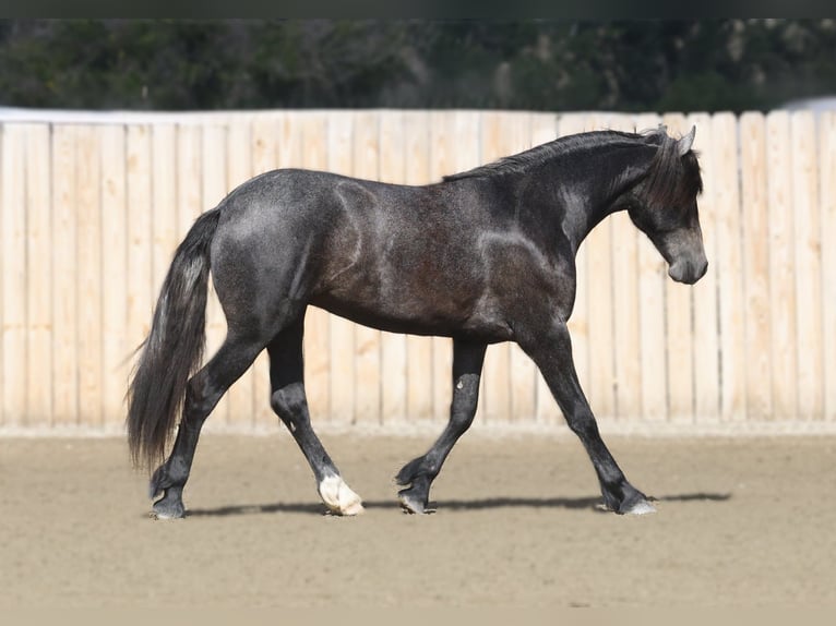 Warlander Castrone 2 Anni 152 cm Grigio in Stevensville
